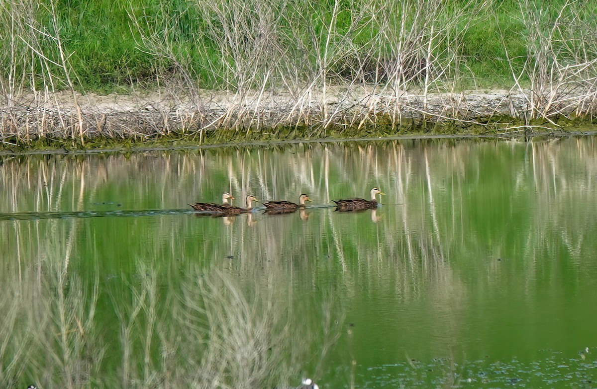 Mottled Duck - ML623078460