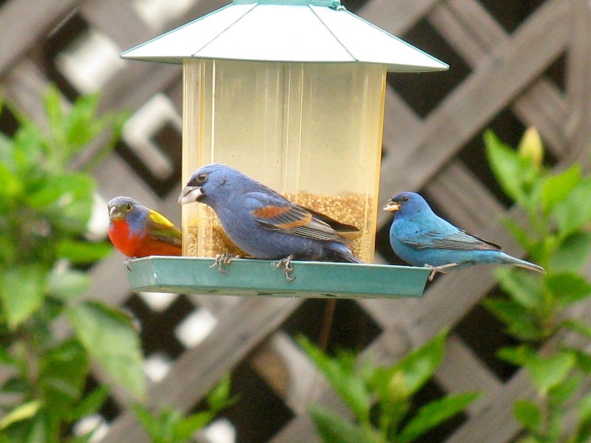 Blue Grosbeak - John Trent