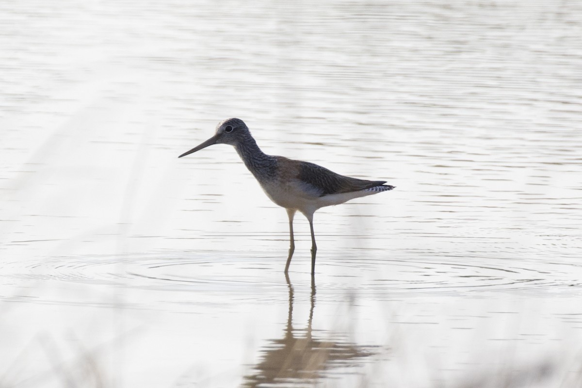 Common Greenshank - Thomas Doebel