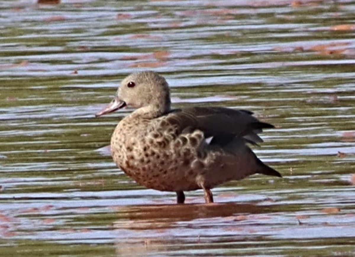 Bernier's Teal - ML623078519