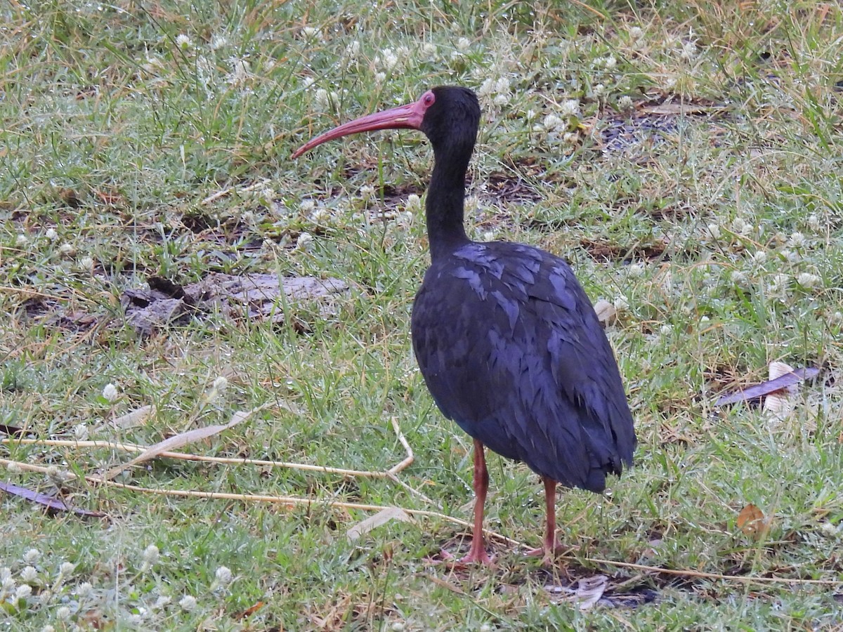 Bare-faced Ibis - ML623078520