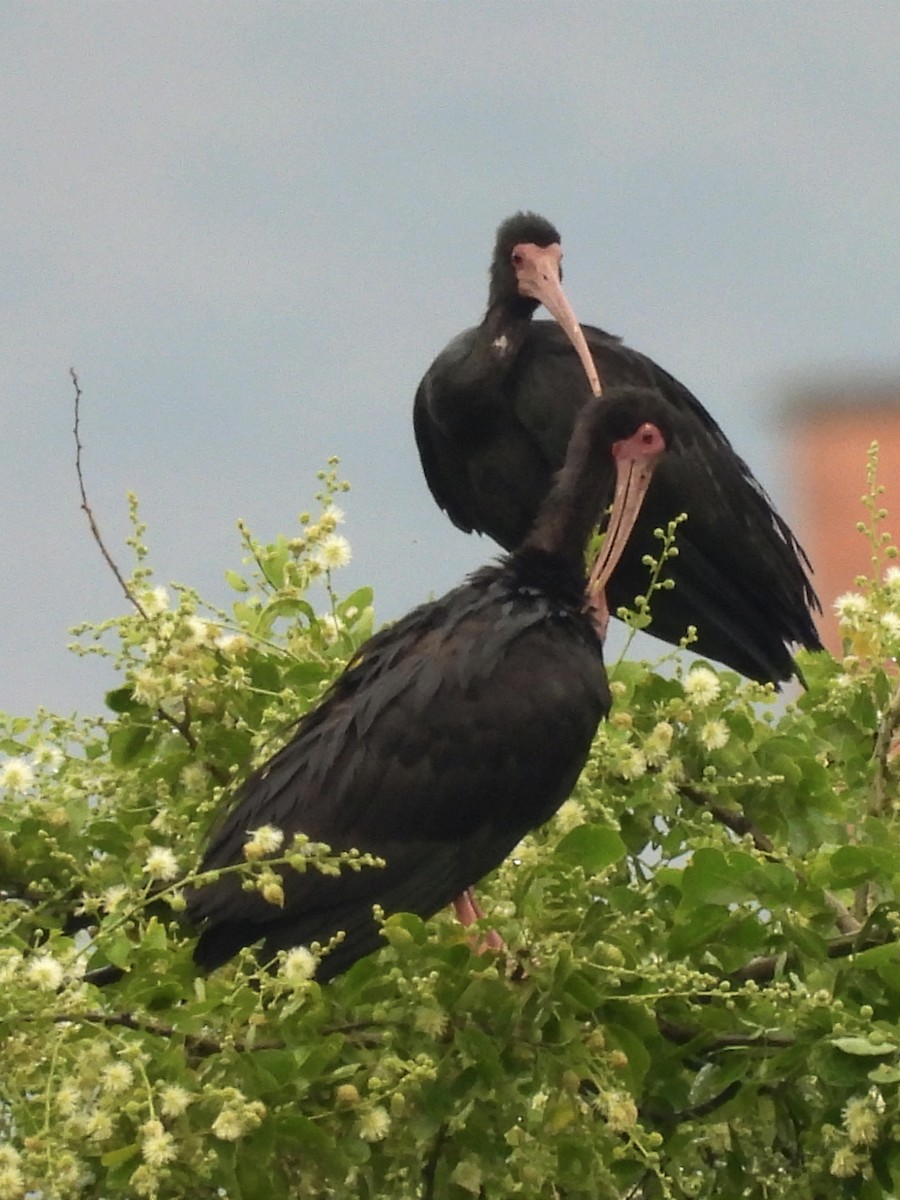 Bare-faced Ibis - ML623078521