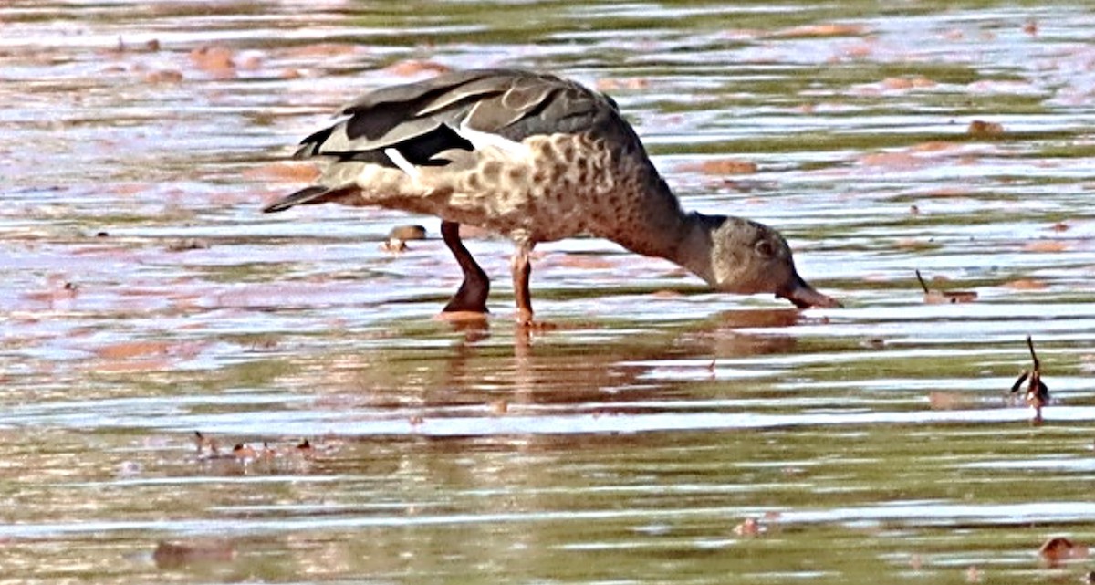 Bernier's Teal - ML623078522