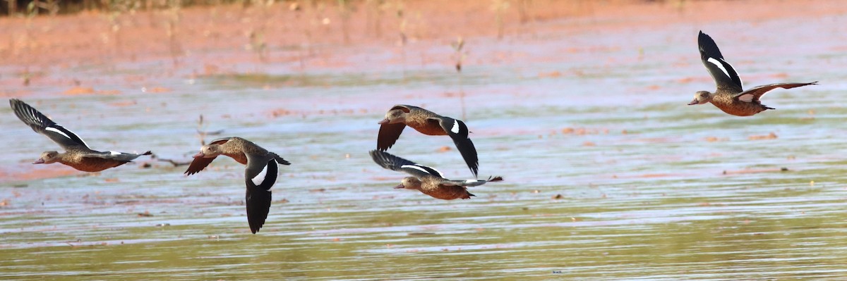 Bernier's Teal - ML623078529