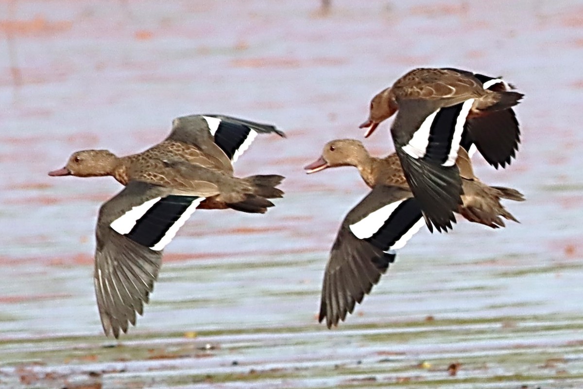 Bernier's Teal - ML623078531