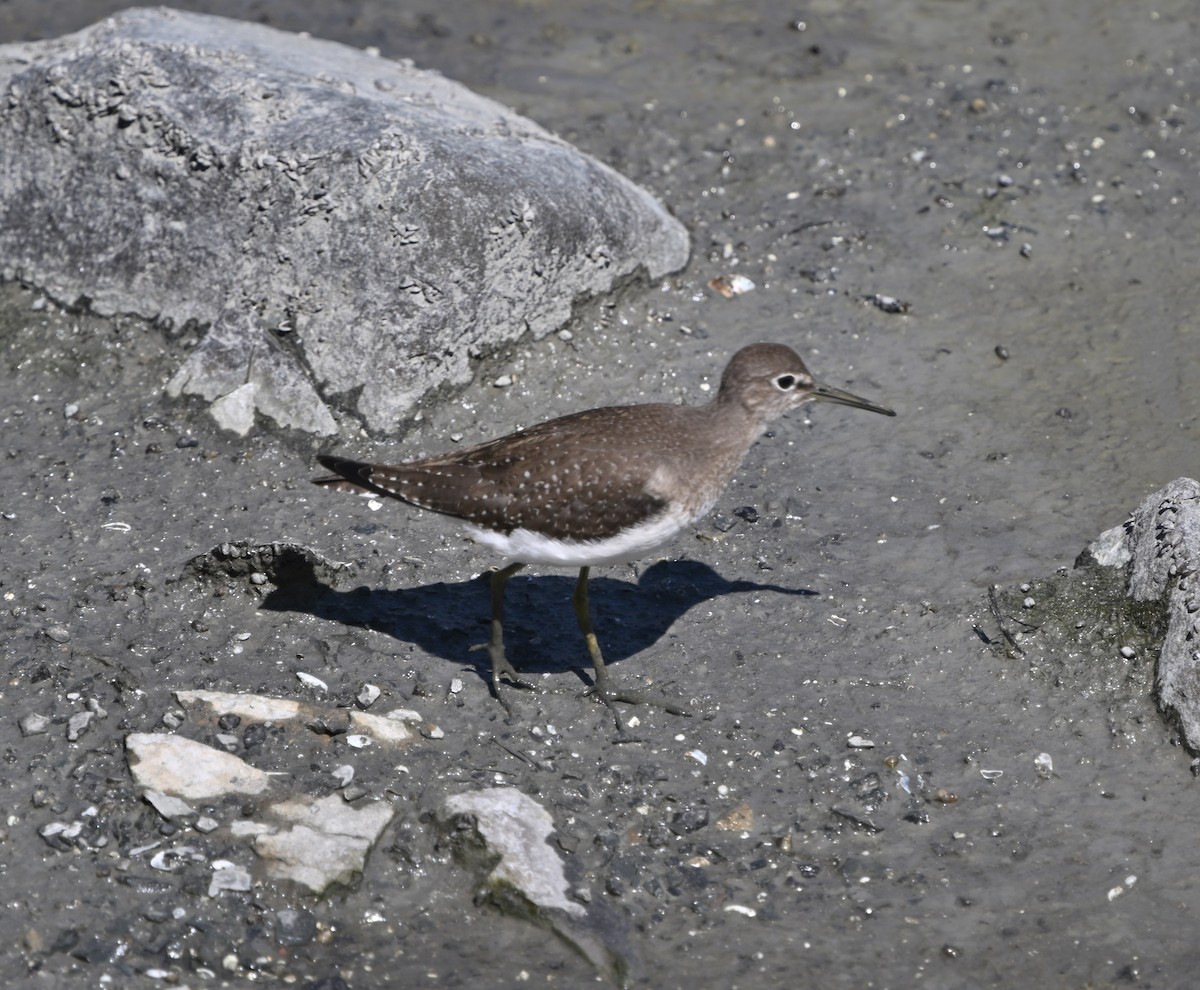 Solitary Sandpiper - ML623078569