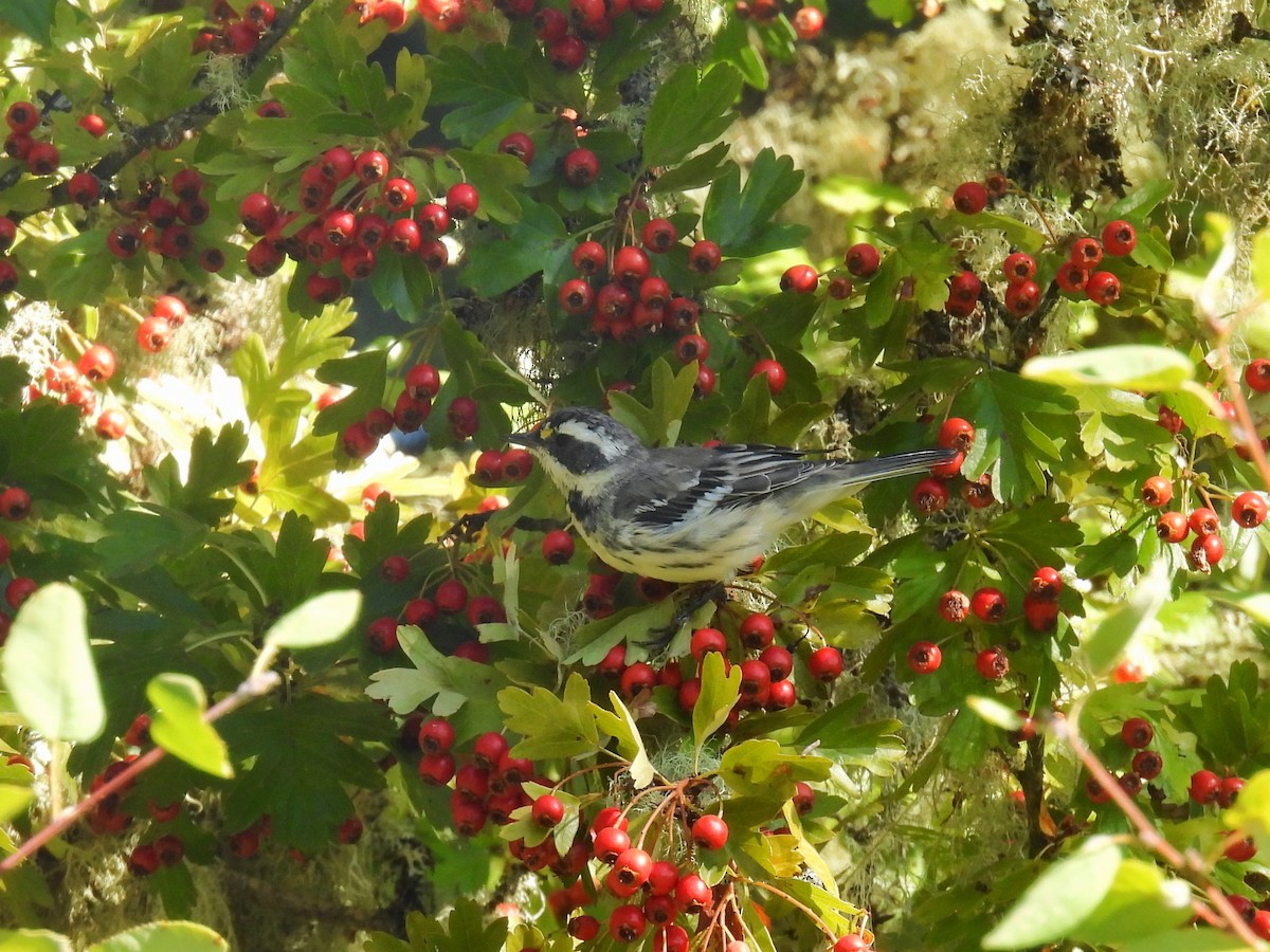 Black-throated Gray Warbler - ML623078575