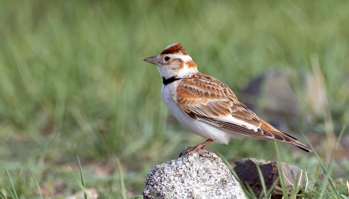 Calandria de Mongolia - ML623078590