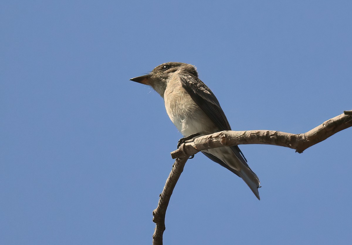 Western Wood-Pewee - ML623078623