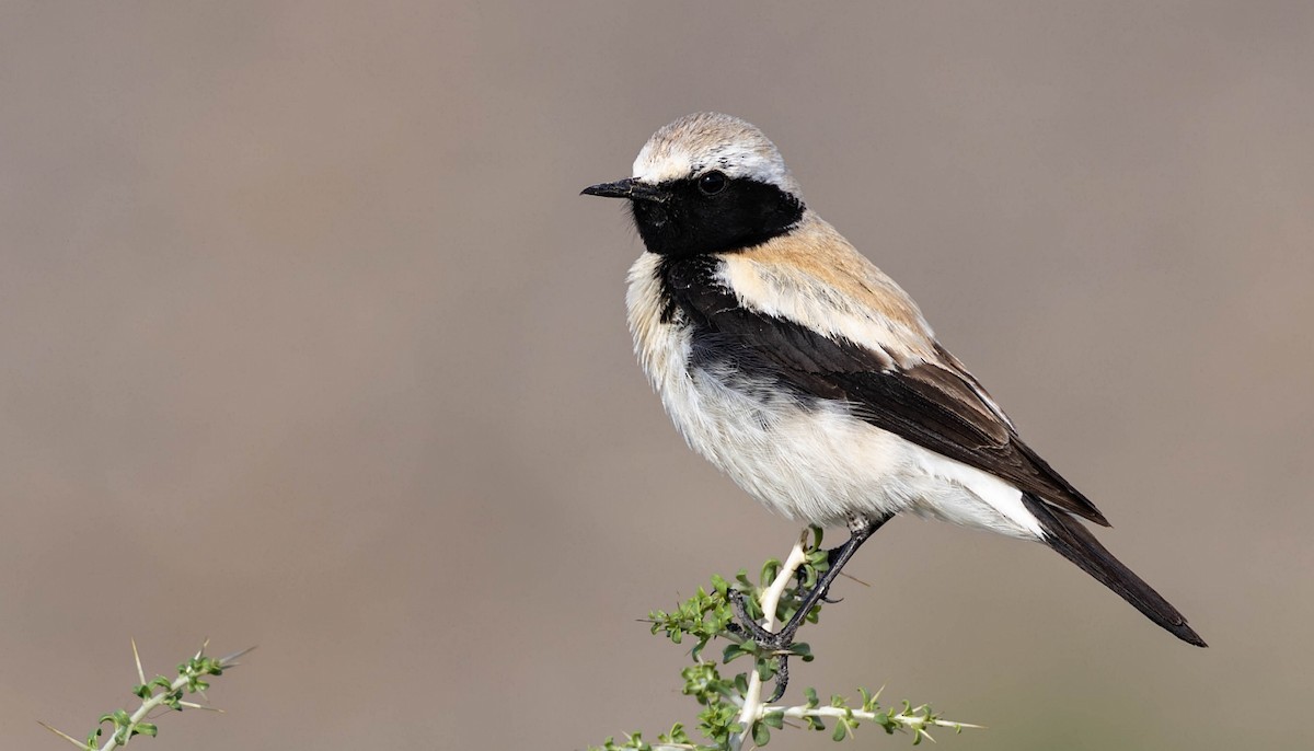 Desert Wheatear - ML623078624