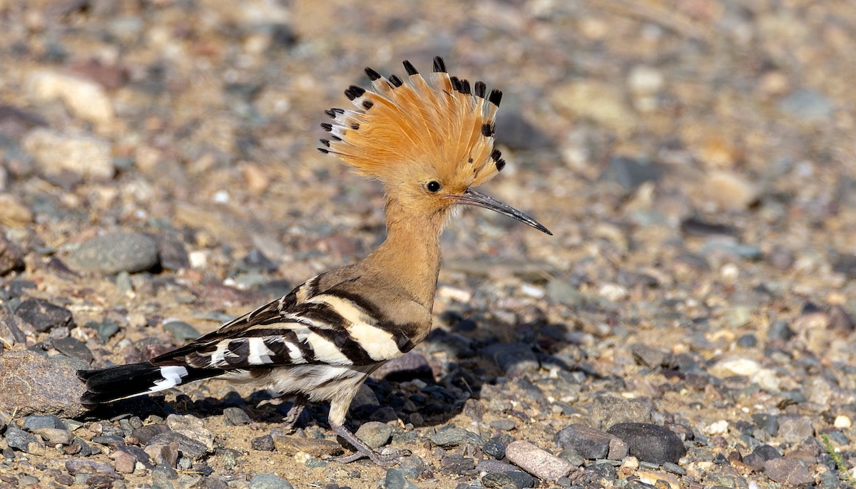 Eurasian Hoopoe - ML623078628