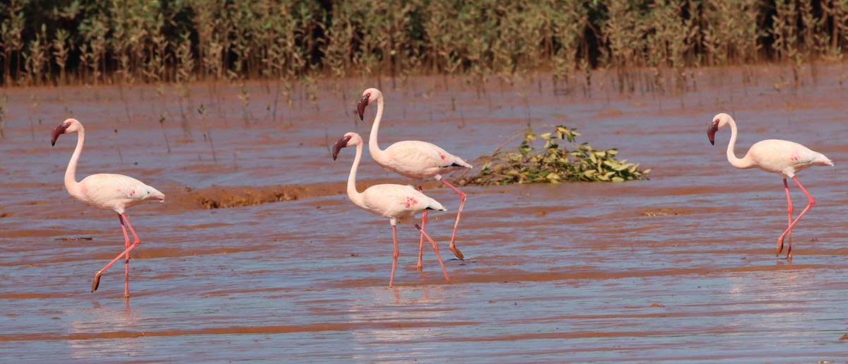 פלמינגו זוטר - ML623078661