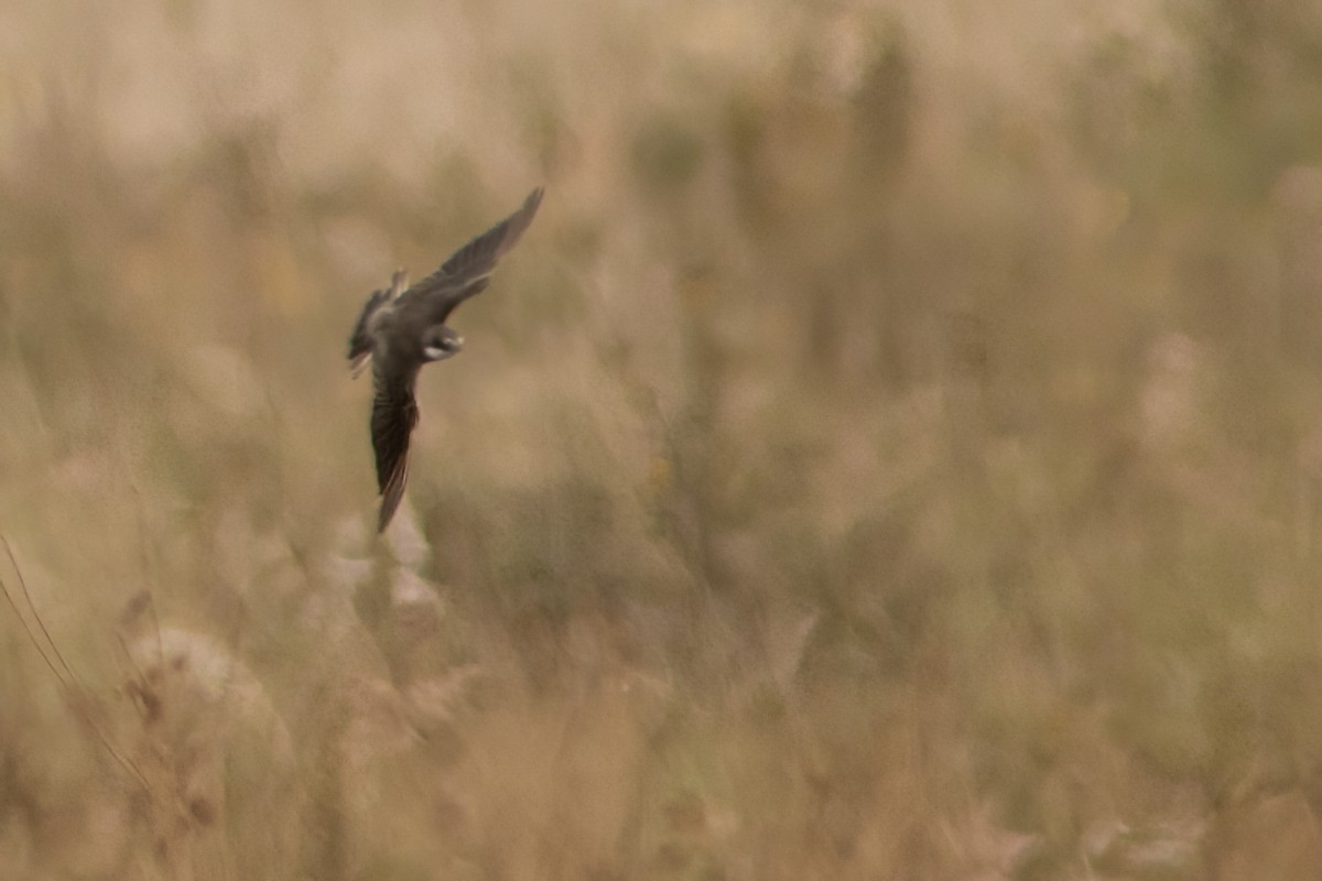 Banded Martin - ML623078782