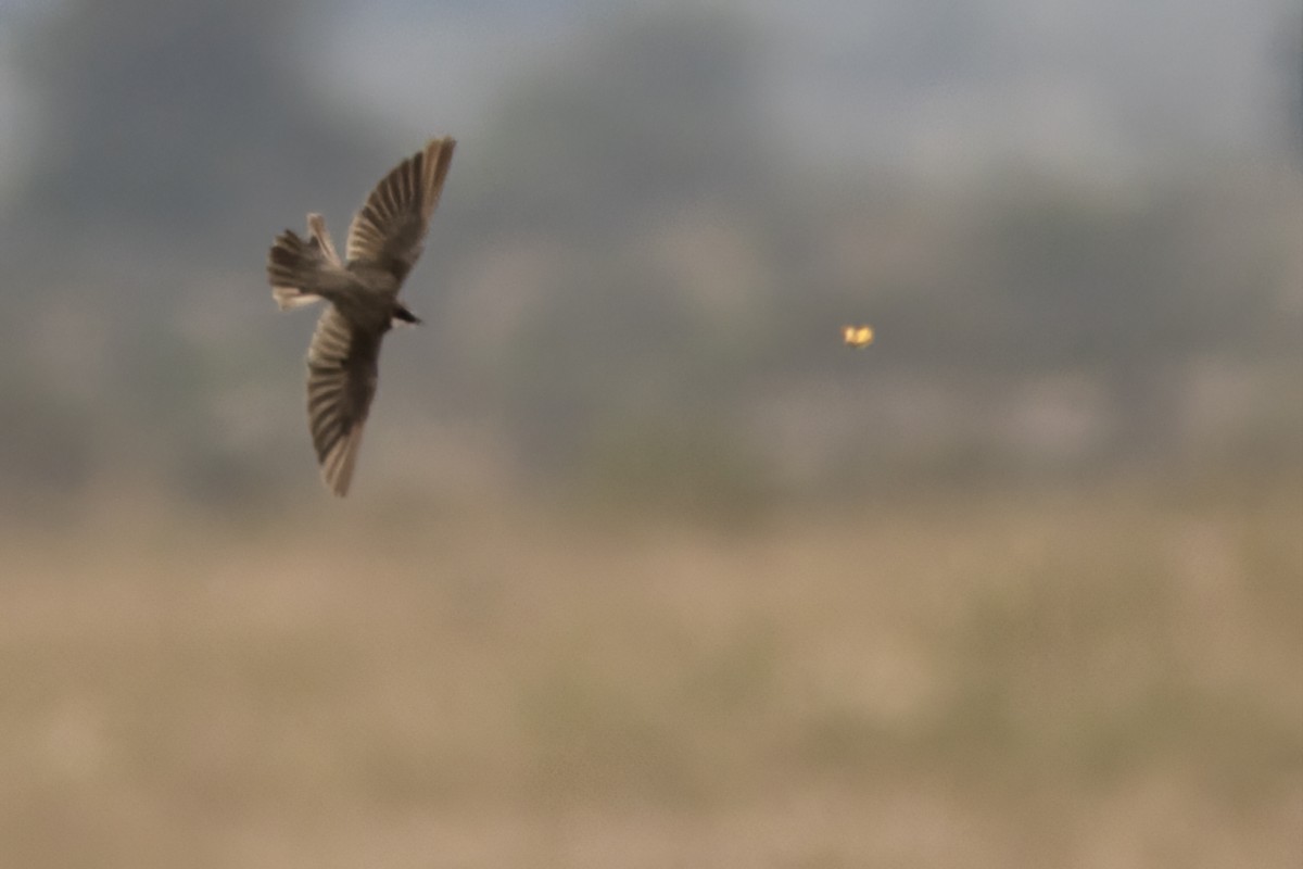 Banded Martin - ML623078783