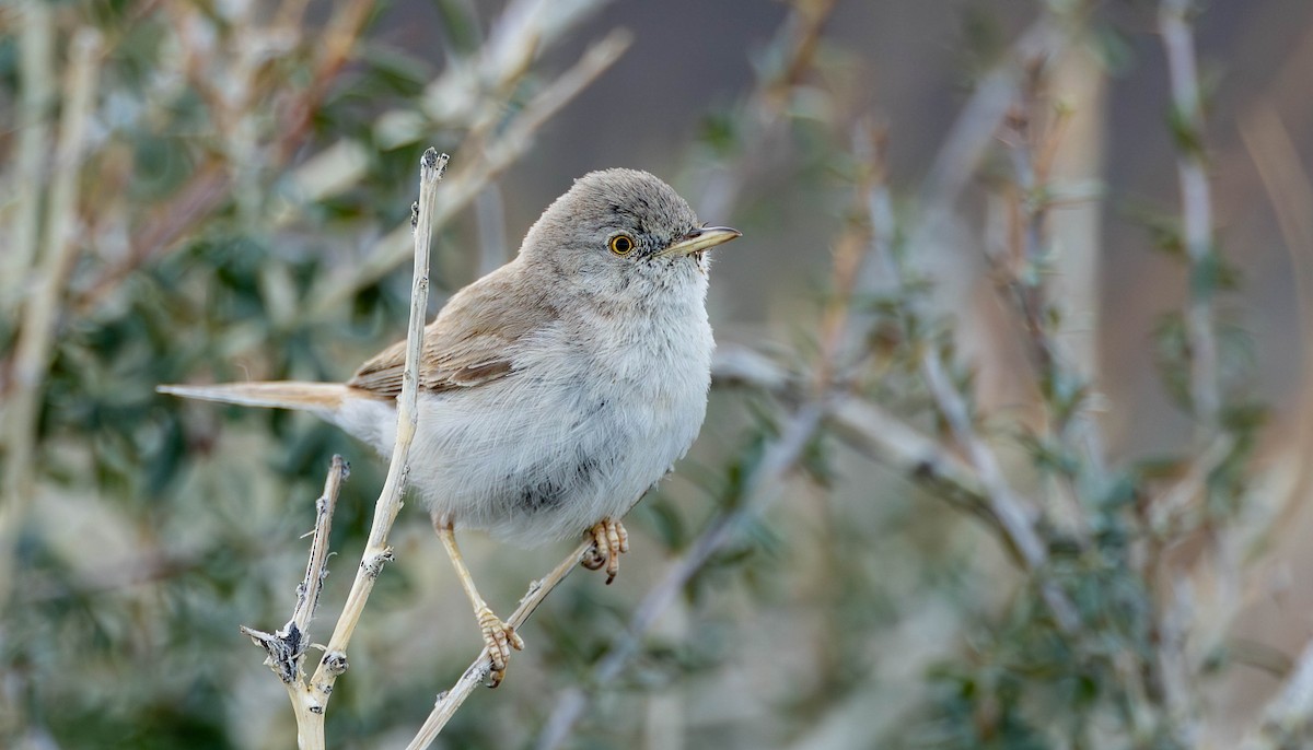 Asian Desert Warbler - ML623078788