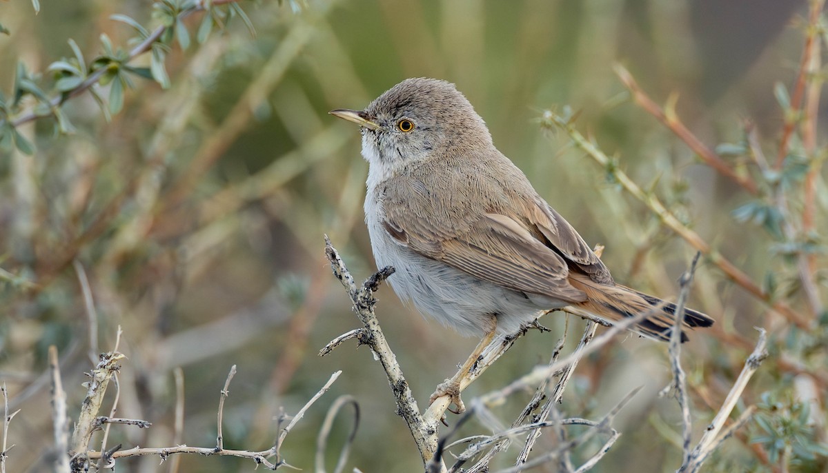 Asian Desert Warbler - ML623078791