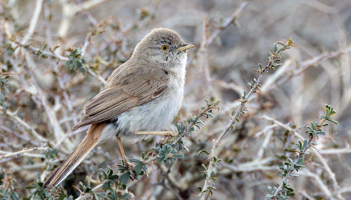 Asian Desert Warbler - ML623078792