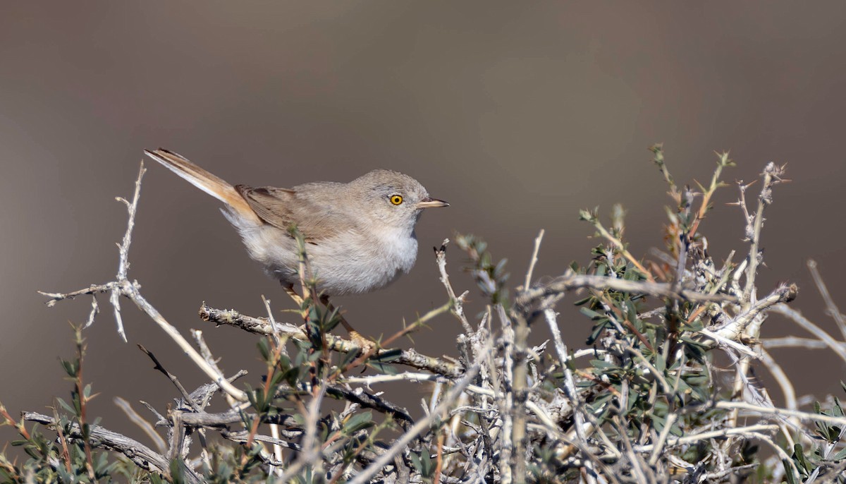 Asian Desert Warbler - ML623078806