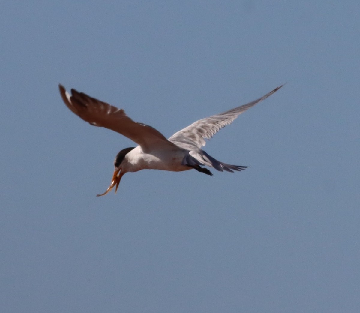 Lesser Crested Tern - Michael Mosebo Jensen