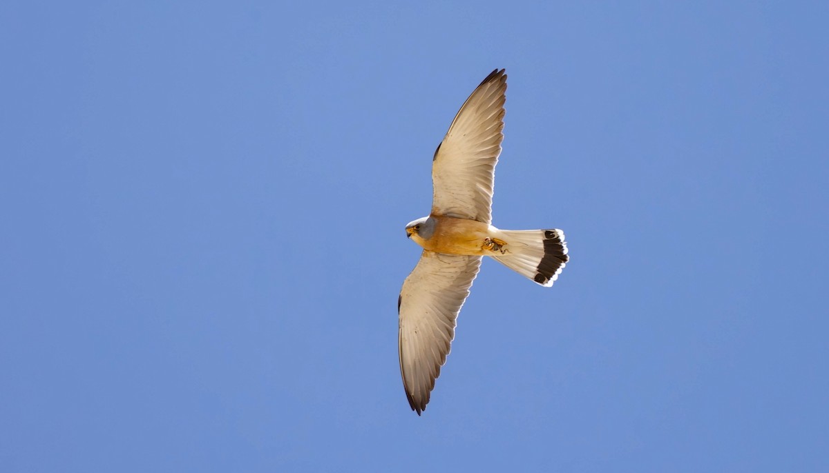 Lesser Kestrel - ML623078839