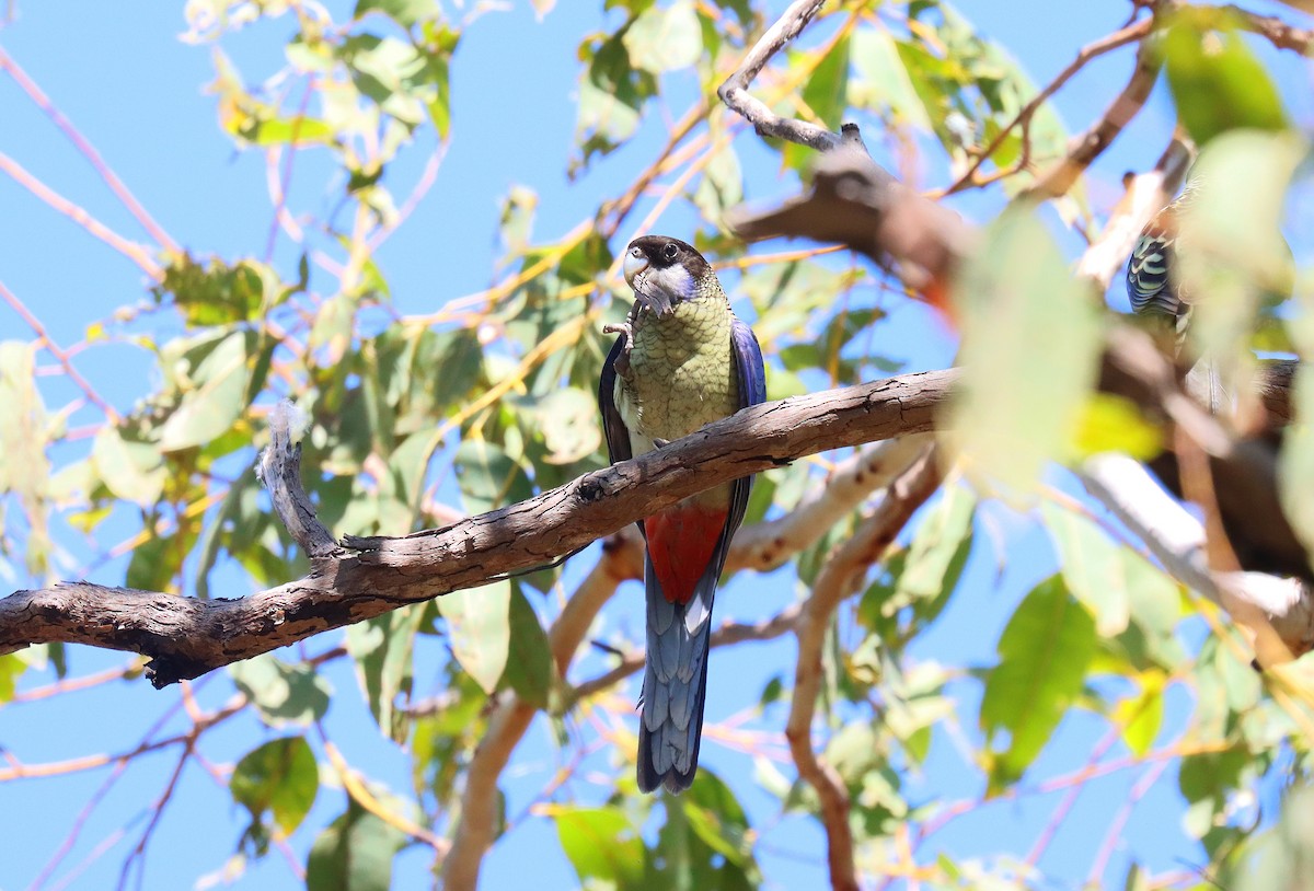 Northern Rosella - ML623078858