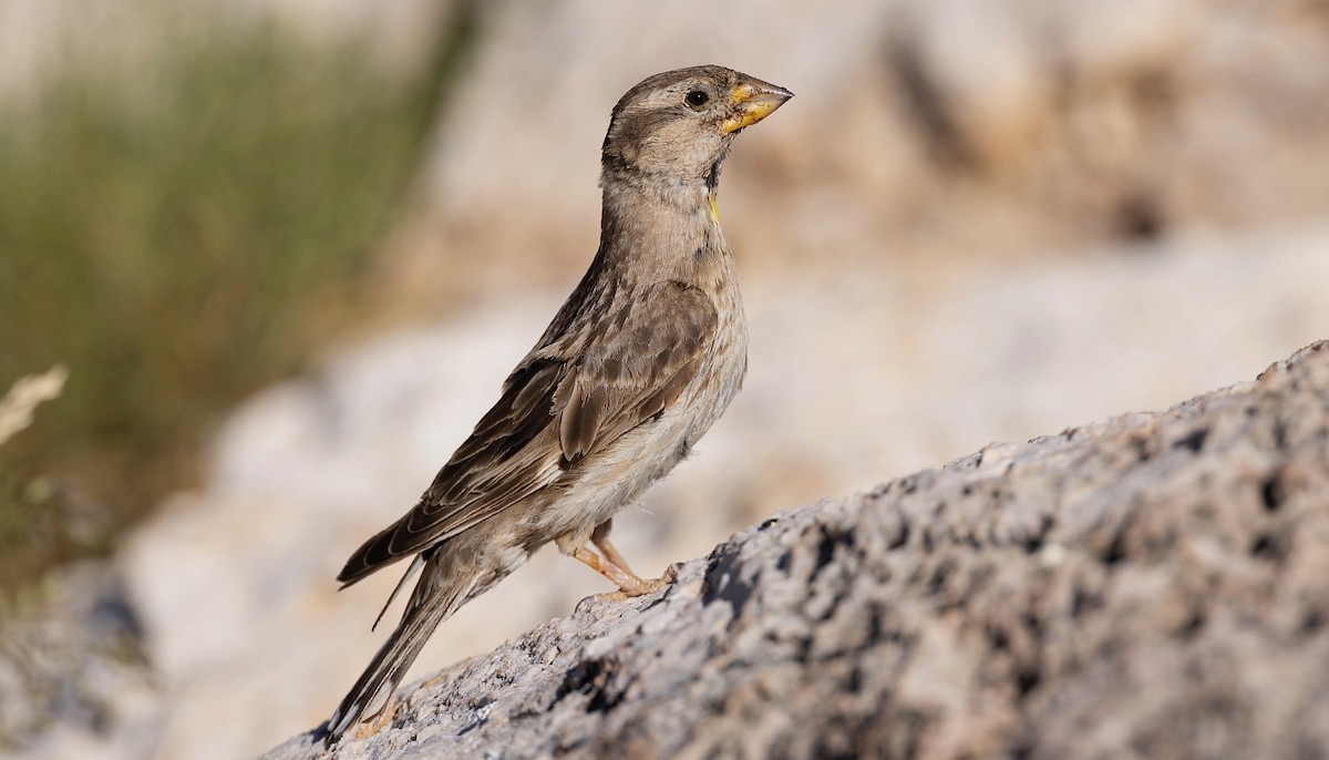 Rock Sparrow - ML623078889