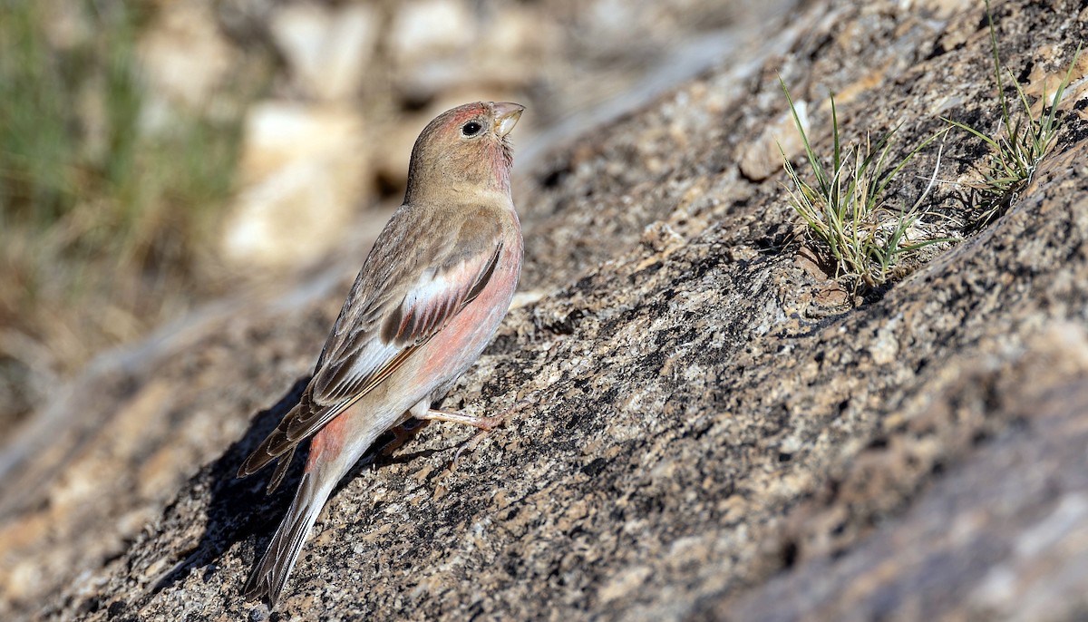 Mongolian Finch - ML623078895