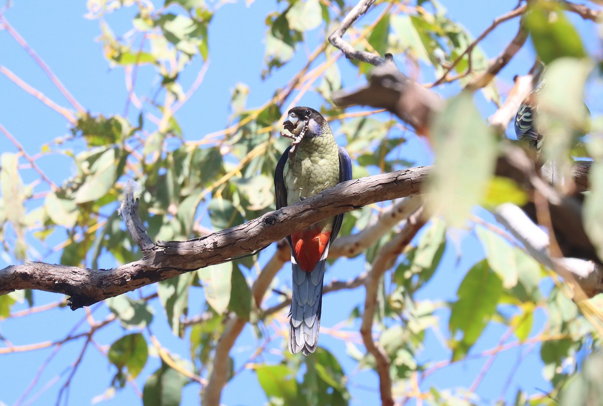 Northern Rosella - ML623078903