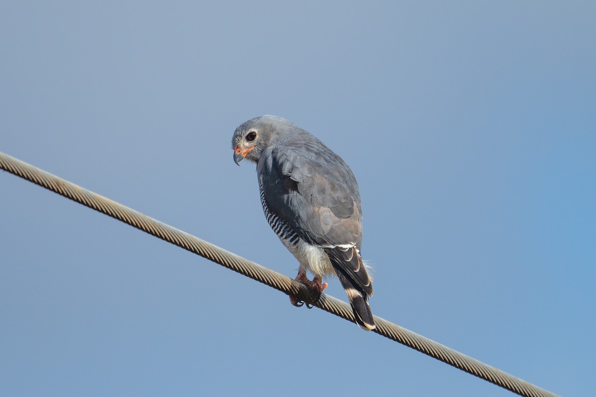 Lizard Buzzard - ML623078952