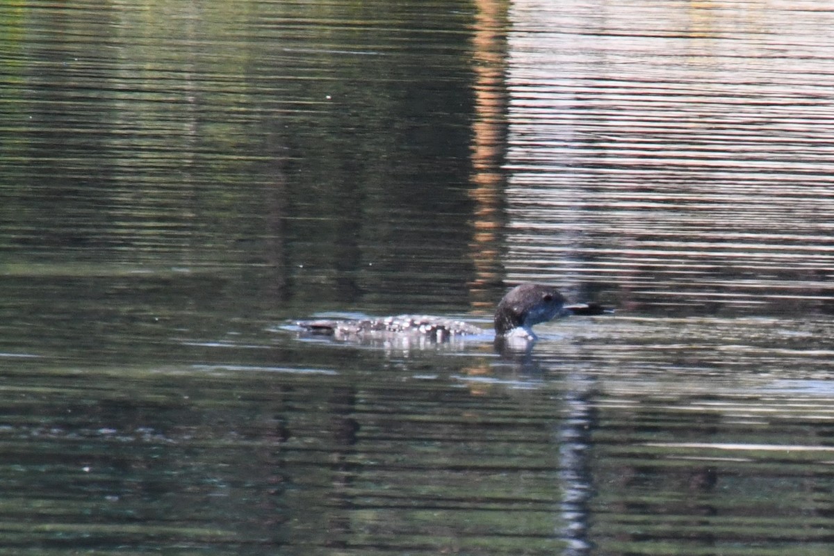 Common Loon - ML623079004