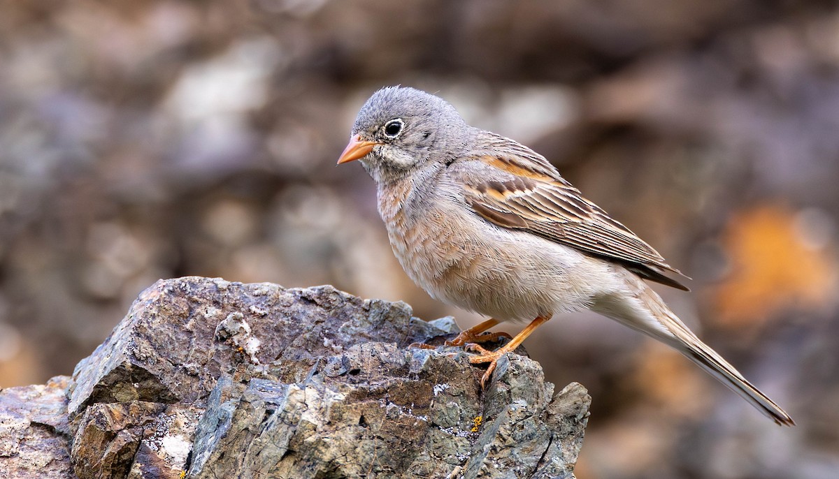 Gray-necked Bunting - ML623079017