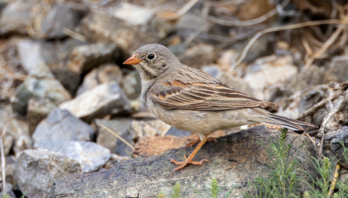 Gray-necked Bunting - ML623079018