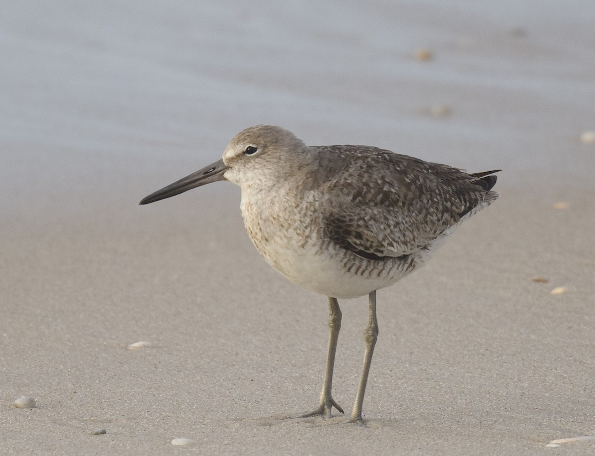 Willet - ML623079028