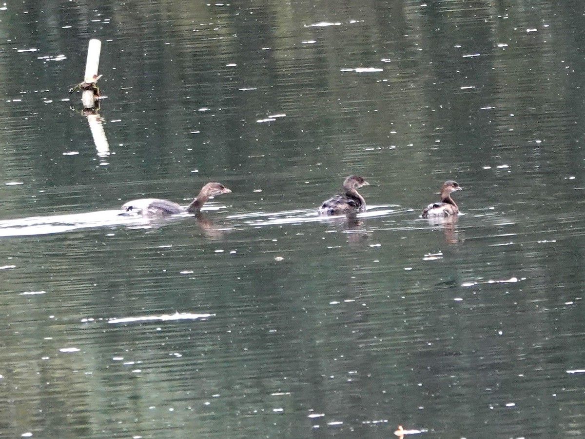 Pied-billed Grebe - ML623079064