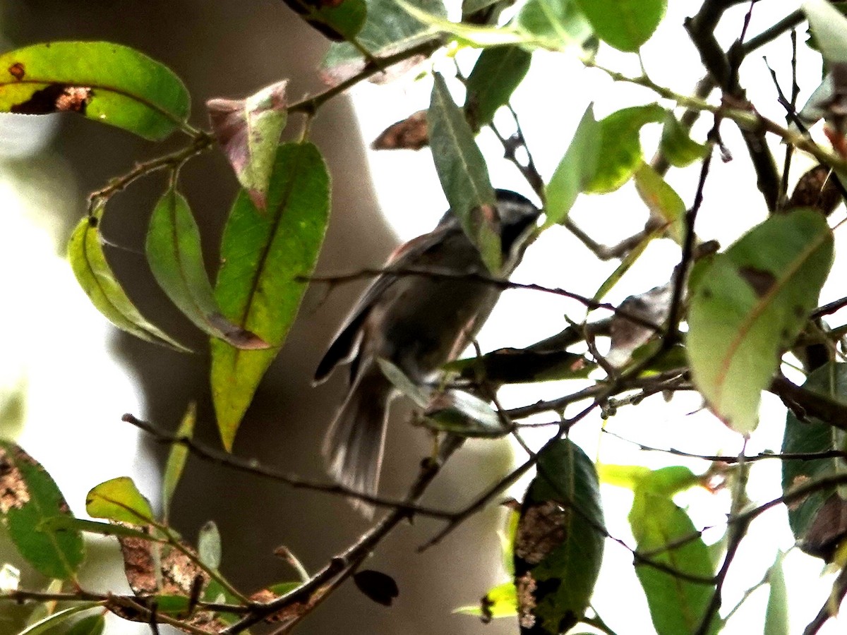 Chestnut-backed Chickadee - ML623079075