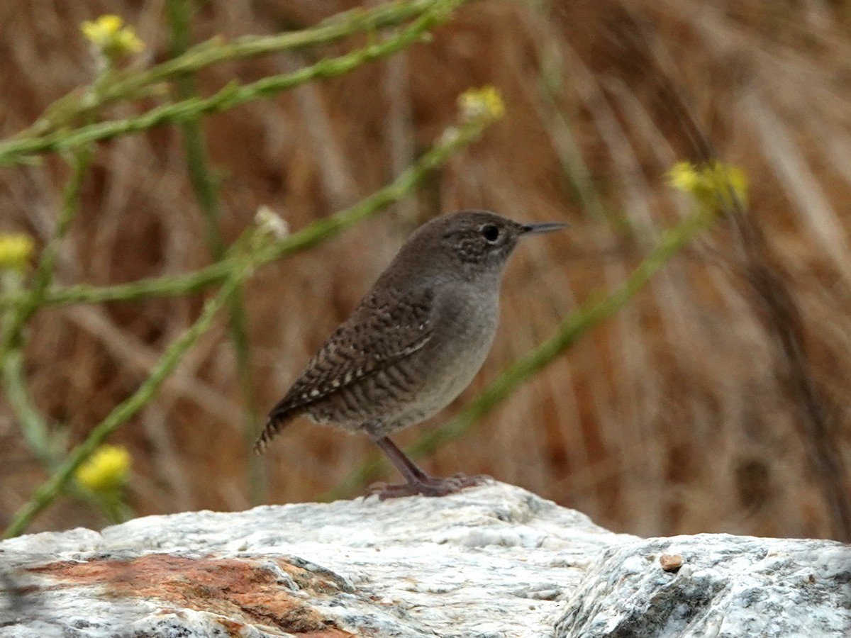 House Wren - ML623079080