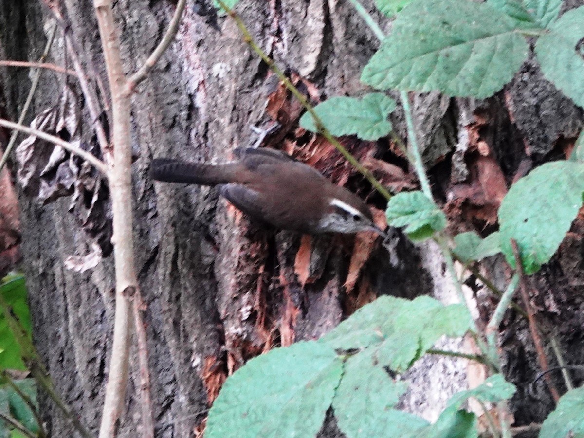 Bewick's Wren - ML623079084