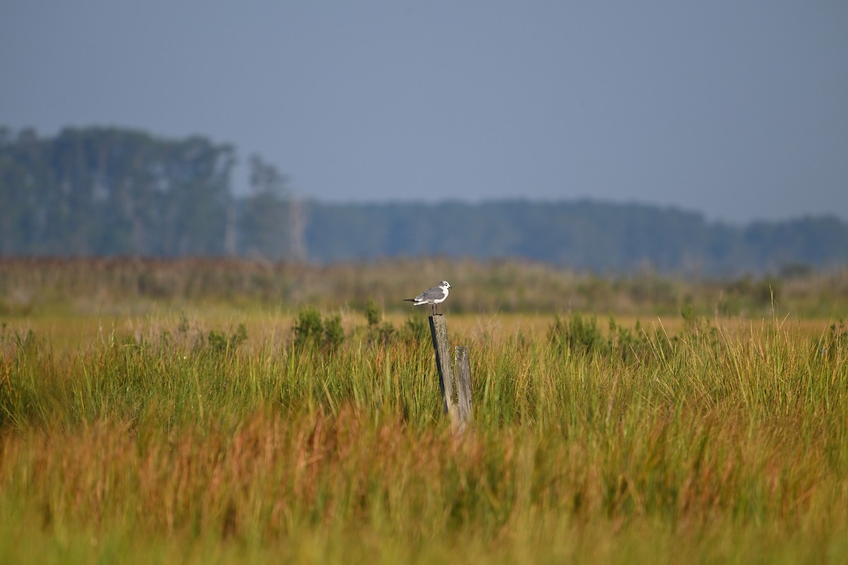 Mouette atricille - ML623079085