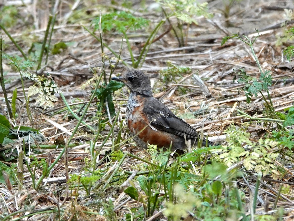 American Robin - ML623079089