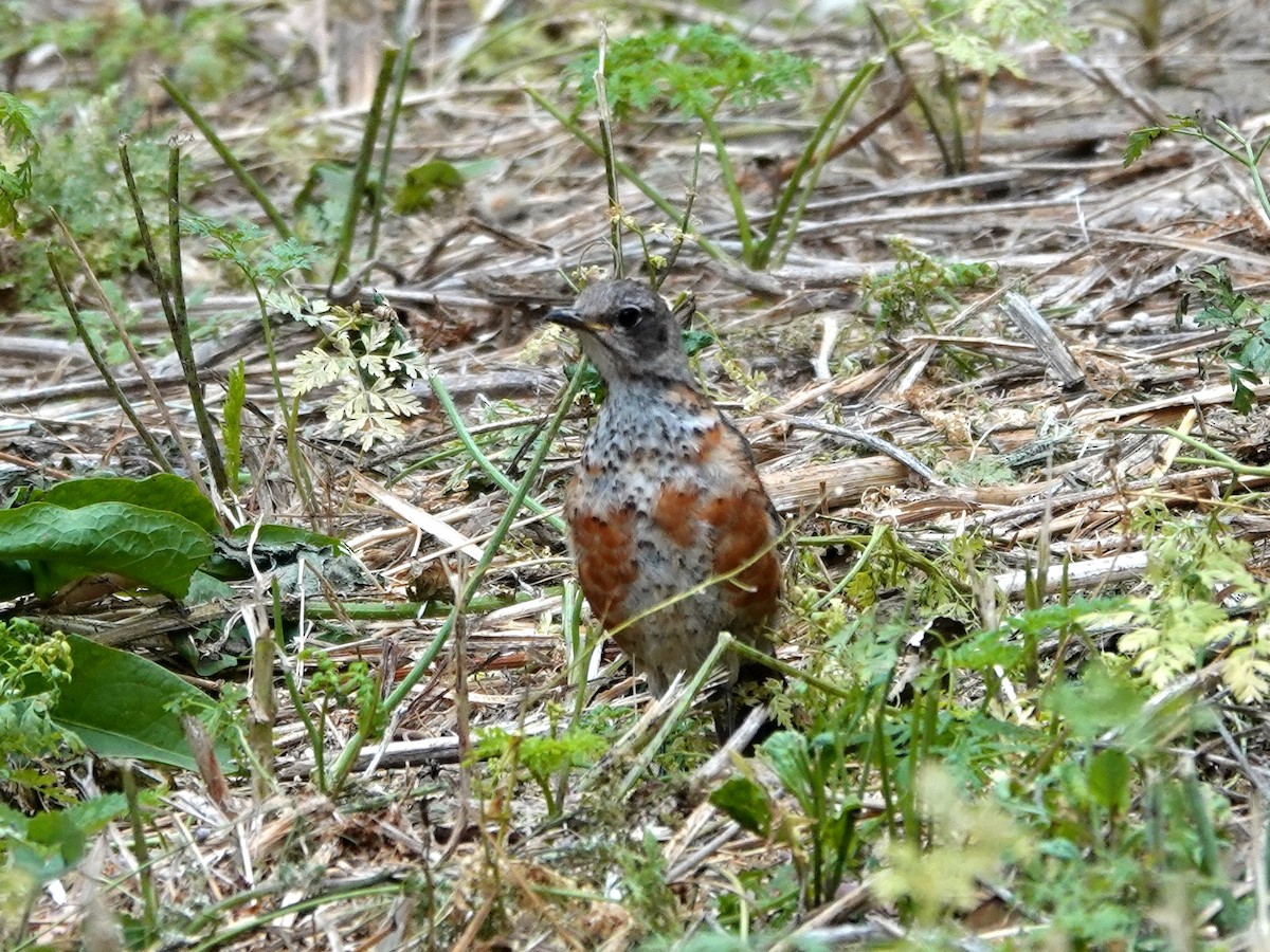 American Robin - ML623079095