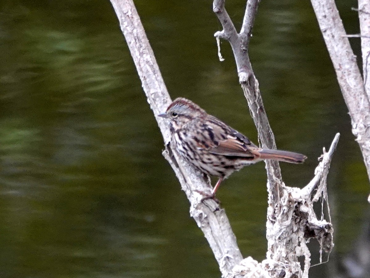 Song Sparrow - ML623079104