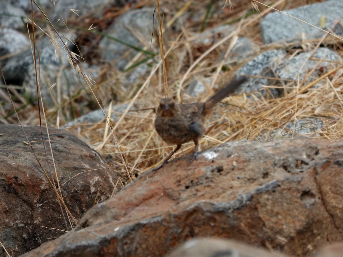 California Towhee - ML623079151