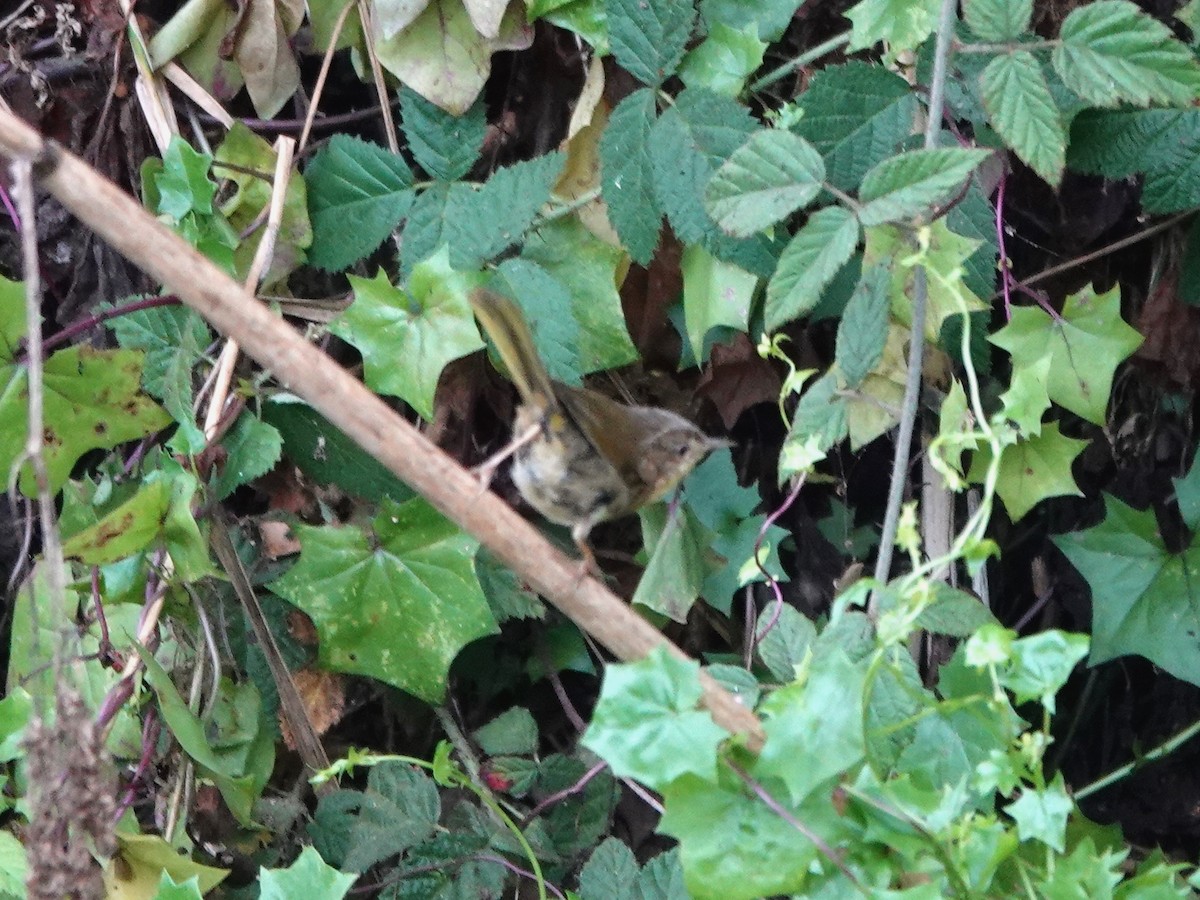 Common Yellowthroat - ML623079162