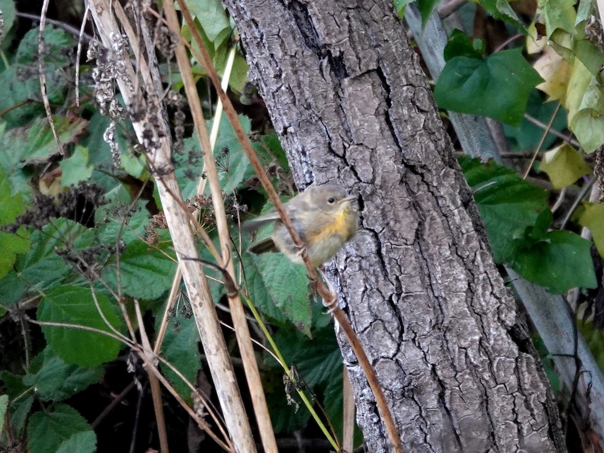 Common Yellowthroat - ML623079167