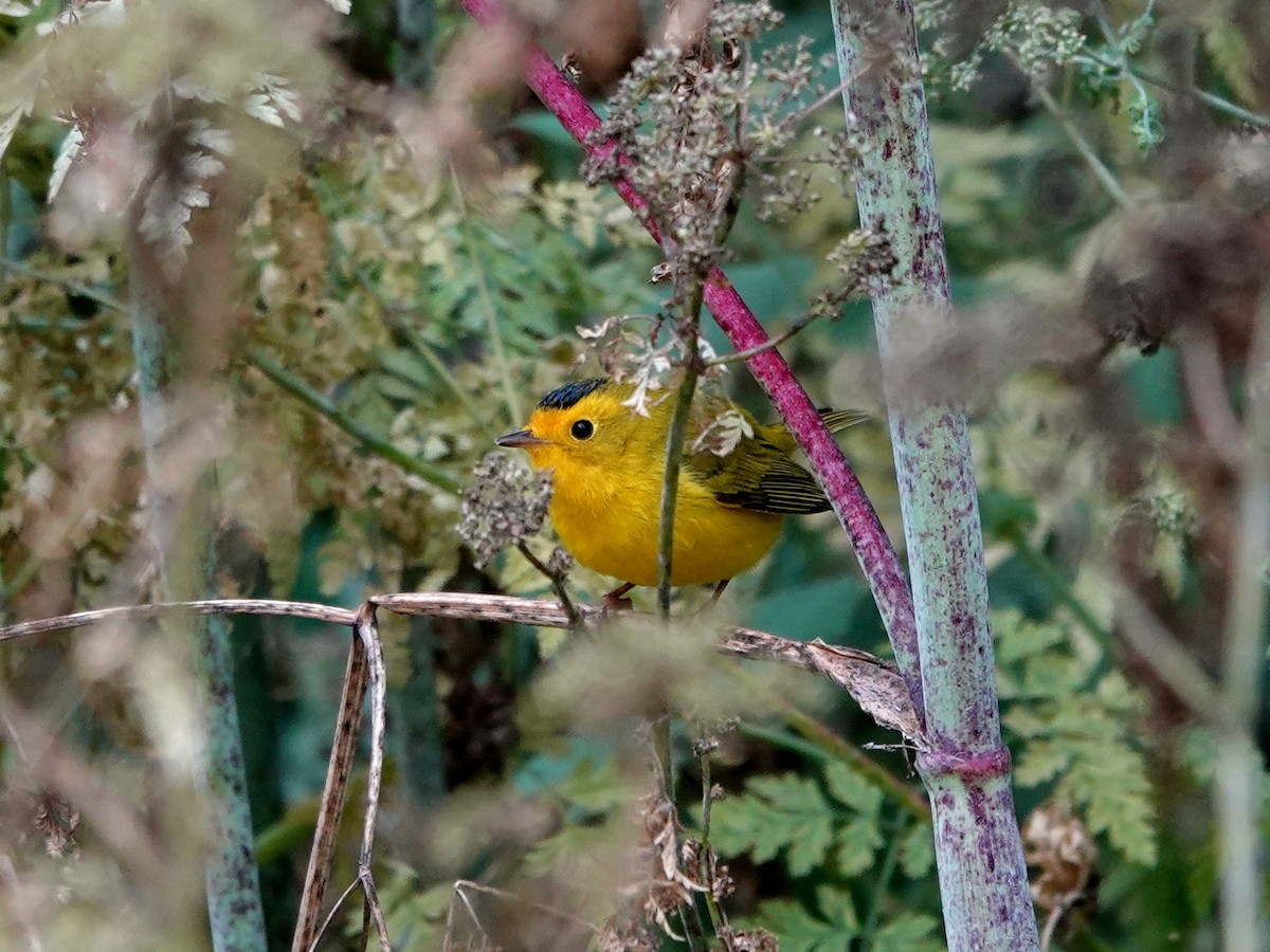 Wilson's Warbler - Norman Uyeda