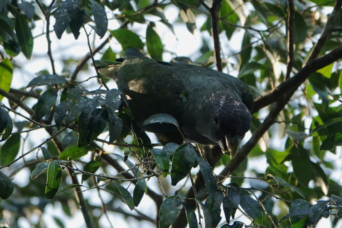 Scaly-headed Parrot - ML623079194