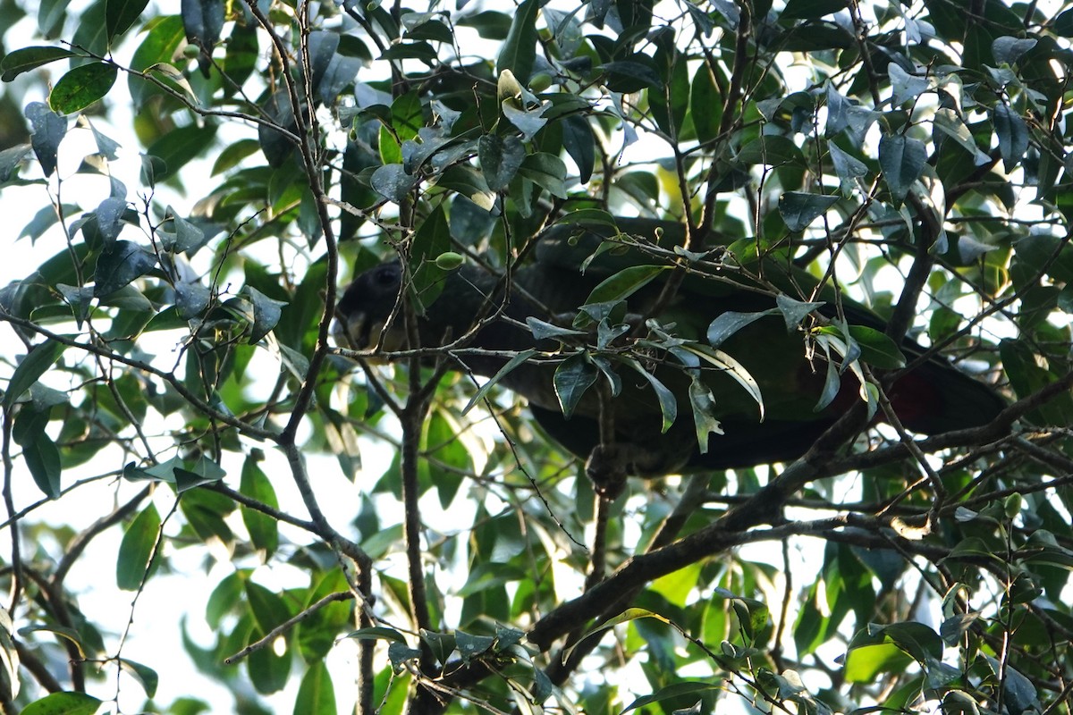 Scaly-headed Parrot - ML623079195