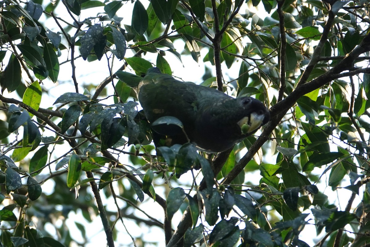 Scaly-headed Parrot - ML623079196