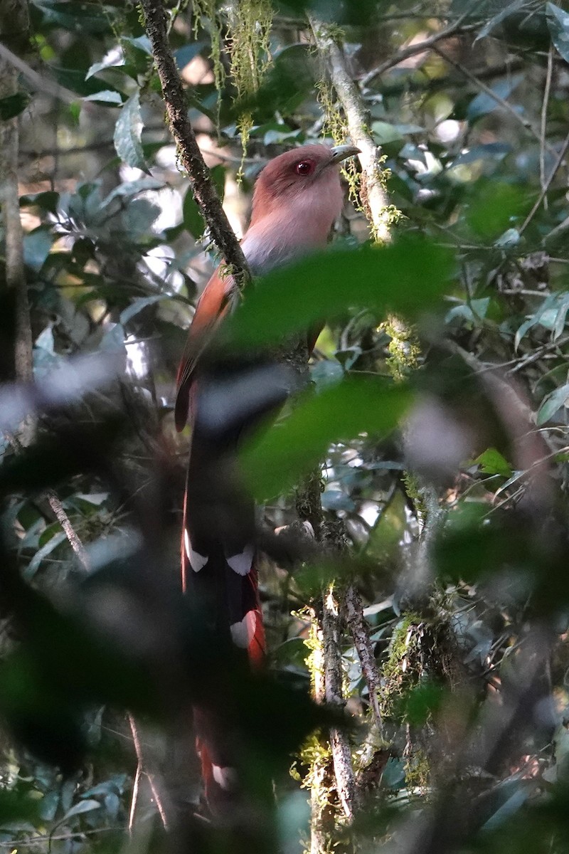 Squirrel Cuckoo - ML623079200