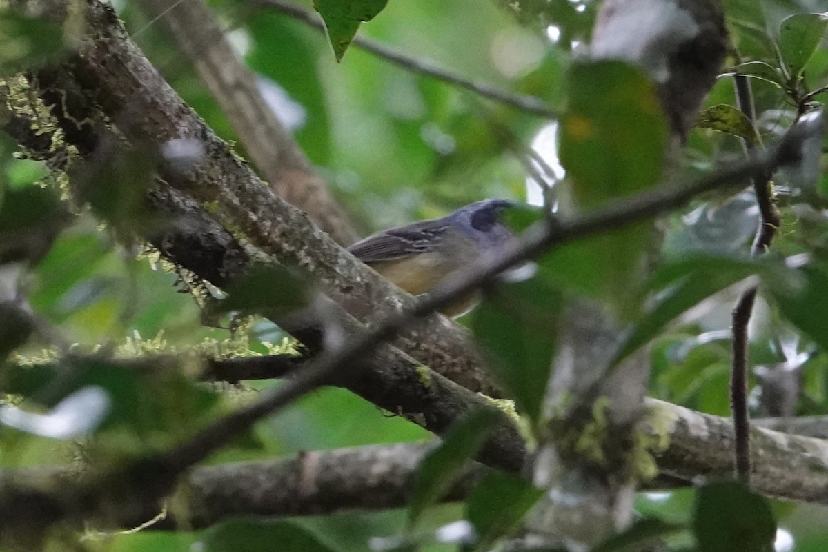 Plain Antvireo - ML623079203